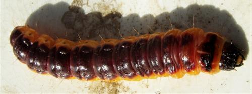 Réf. 270 626 : Cossus cossus